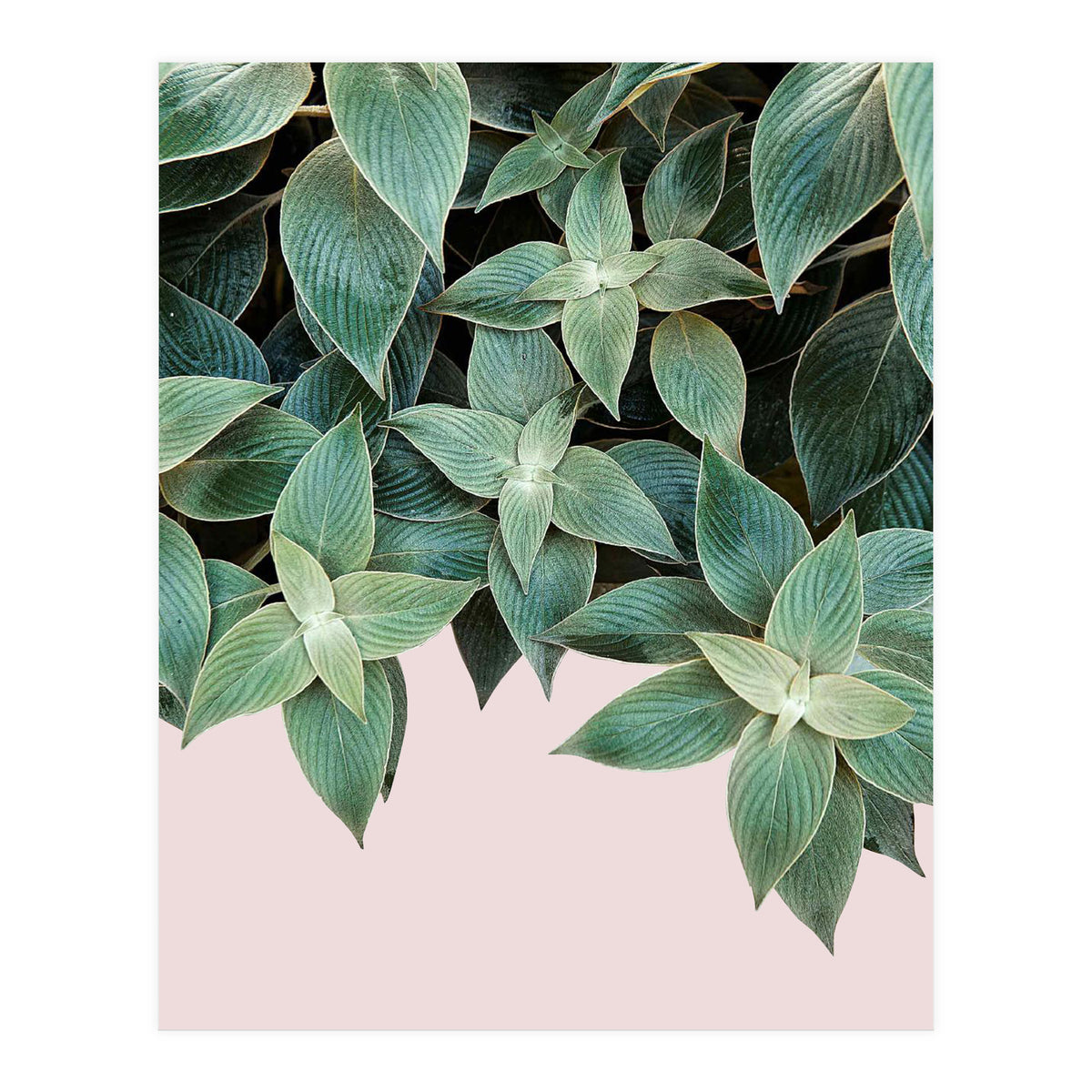 pianta pink (Print Only)