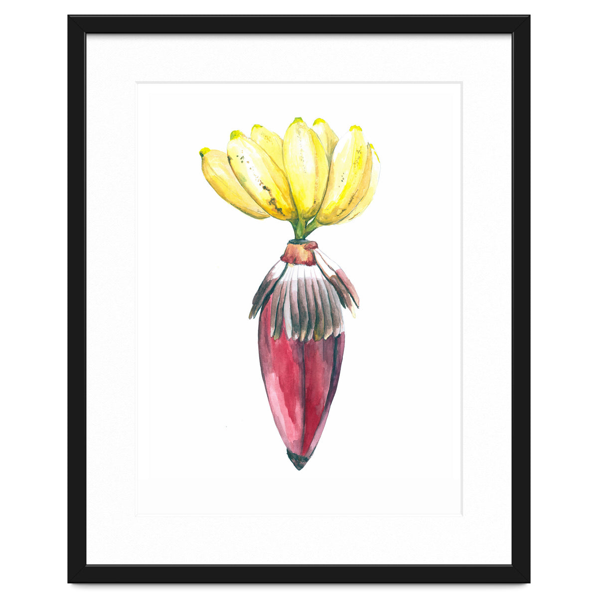 Botanical Illustration Banana