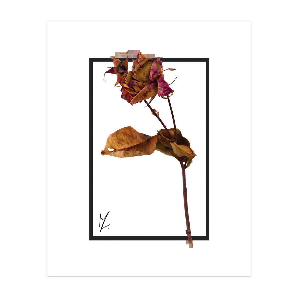 Flower 1 (Print Only)