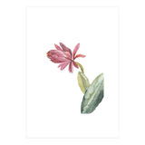 Botanical Illustration Pink Cactus Flower (Print Only) thumbnail