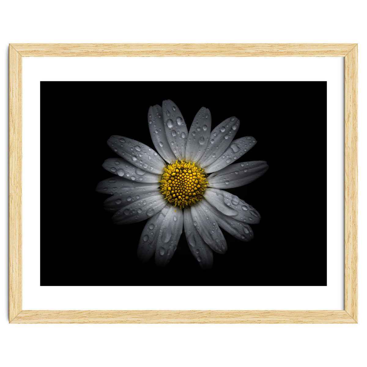 Backyard Flowers No 16 Color Version