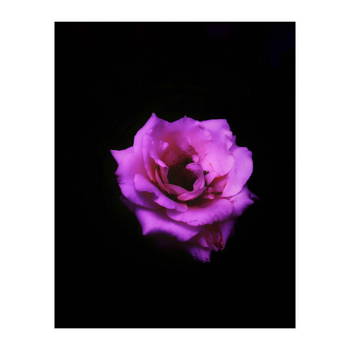 PINK ROSE IN DARK SPACE (Print Only)