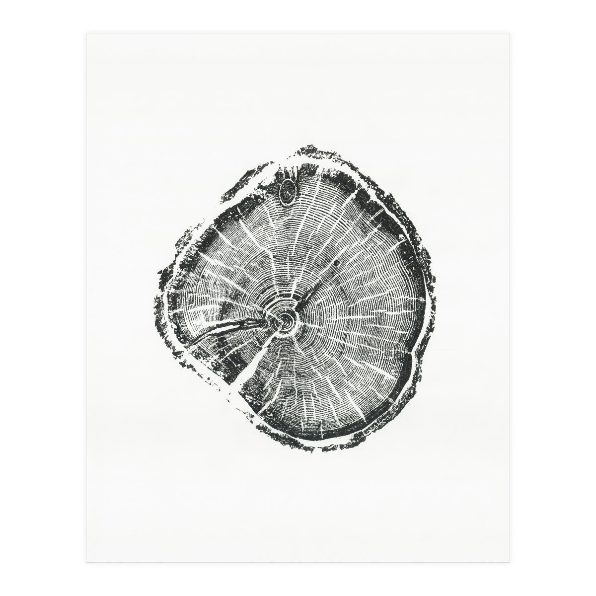 Tree Ring Print, Albion Basin, Utah, Pine Tree Print (Print Only)