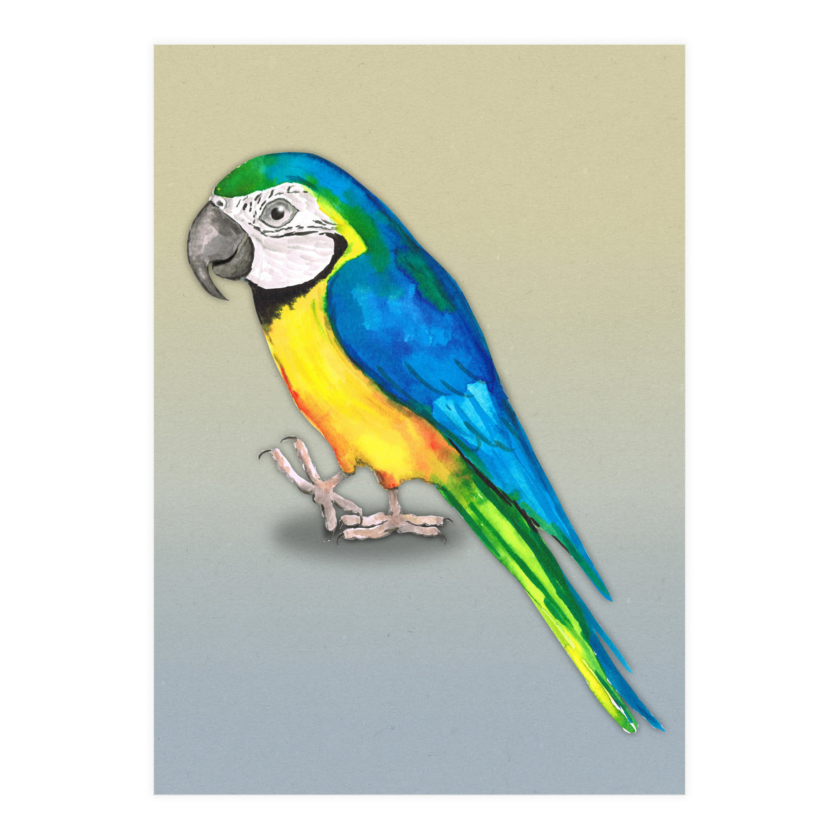 Blue and yellow macaw (Print Only)