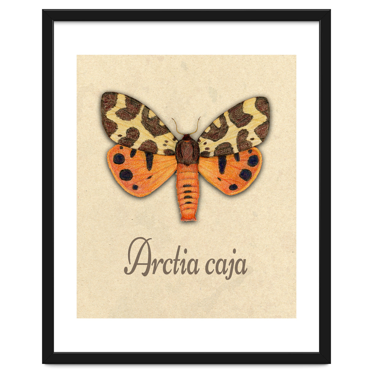 Garden tiger moth illustration