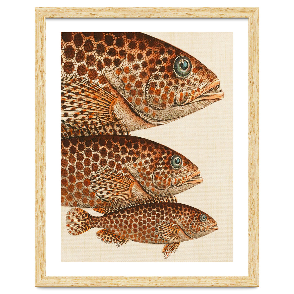 Fish Classic Designs 6