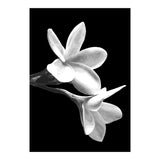 Black and White Flowers  (Print Only) thumbnail