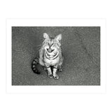 Cat (Print Only) thumbnail
