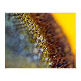 Bumblebee (Print Only) thumbnail