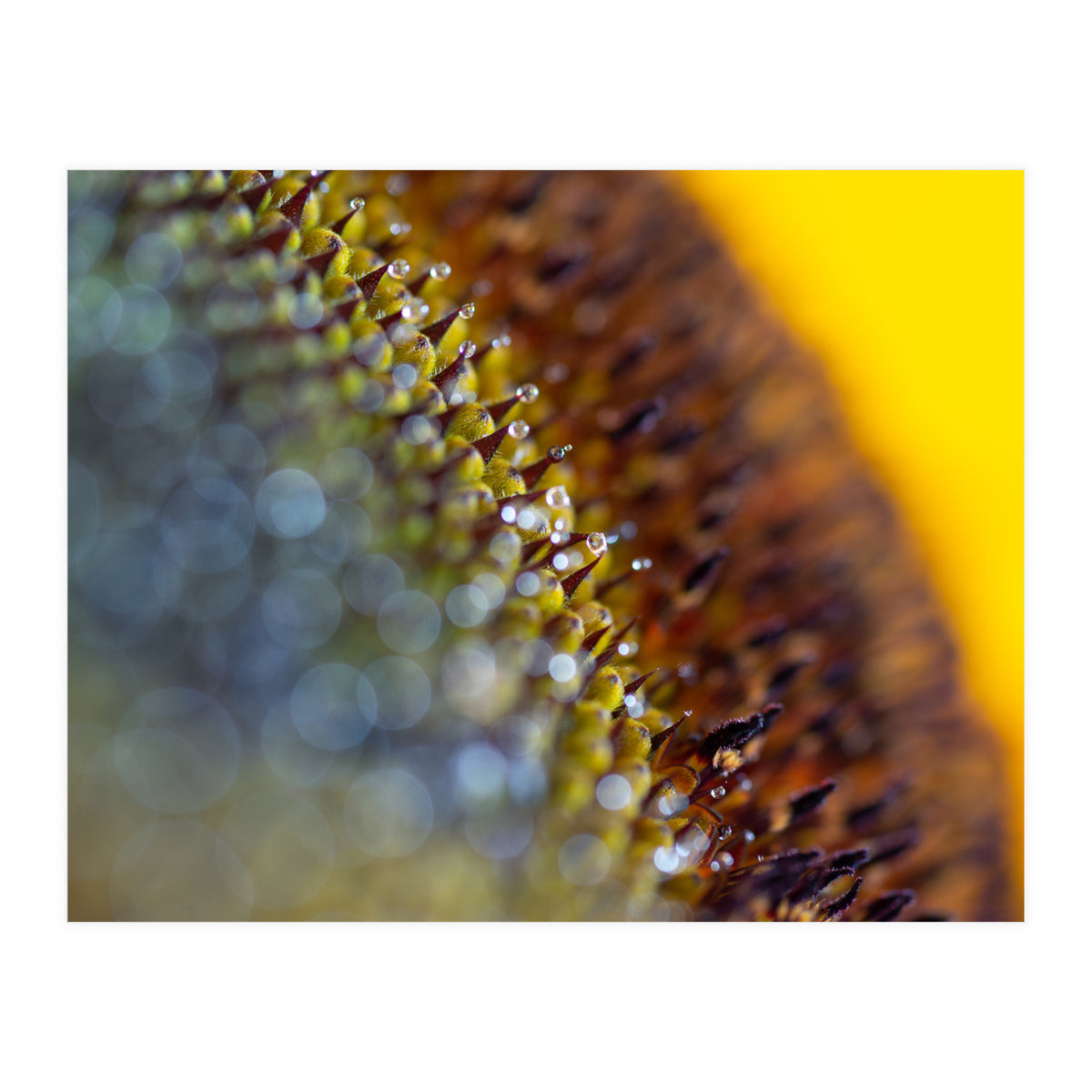 Bumblebee (Print Only)