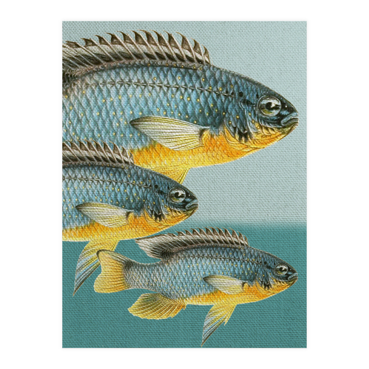 Fish Classic Designs 12 (Print Only)