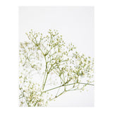 Flowers (Print Only) thumbnail