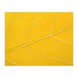 Autumn Leaf (Print Only) thumbnail