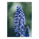 Blue Bells (Print Only) thumbnail