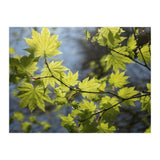 Heart Of Light (Print Only) thumbnail