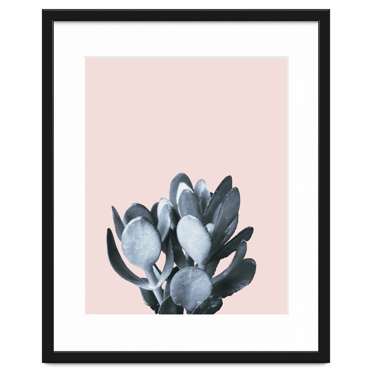 Cactus collection BL-II