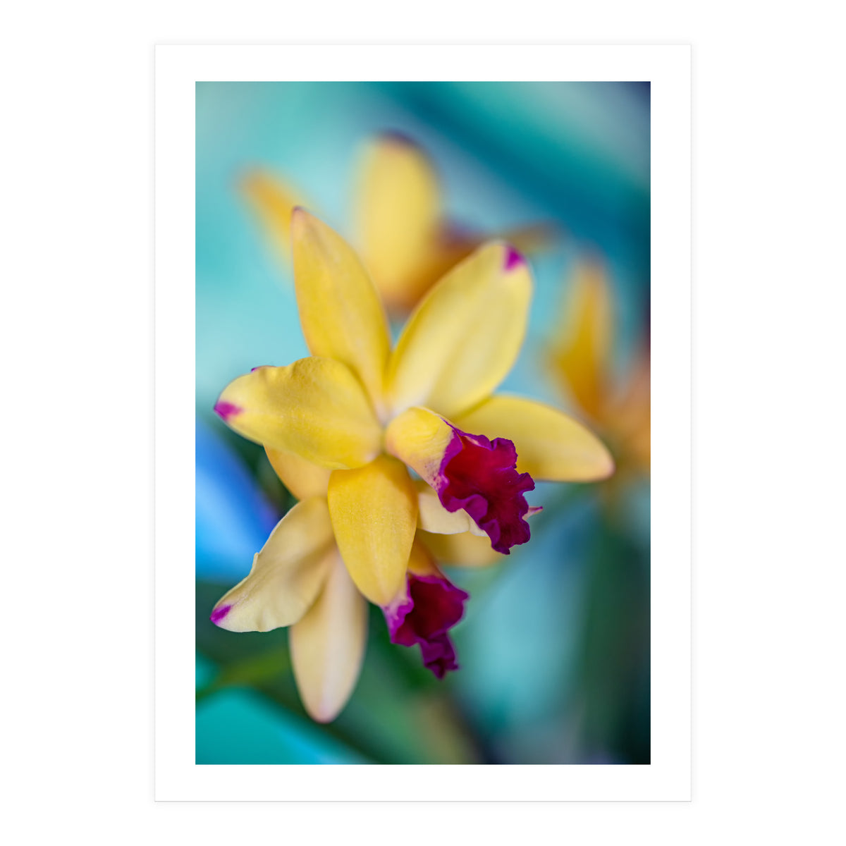 Cattleya Orchidee (Print Only)