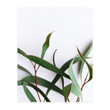 Green Eucalyptus leaves (Print Only) thumbnail
