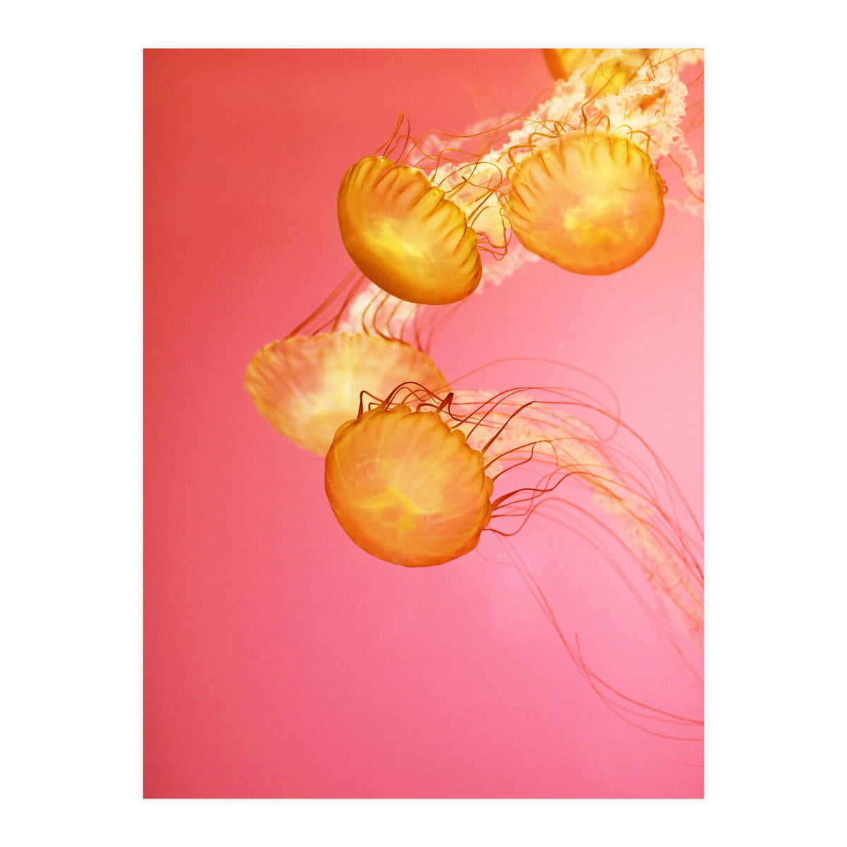 Jelly #3  (Print Only)