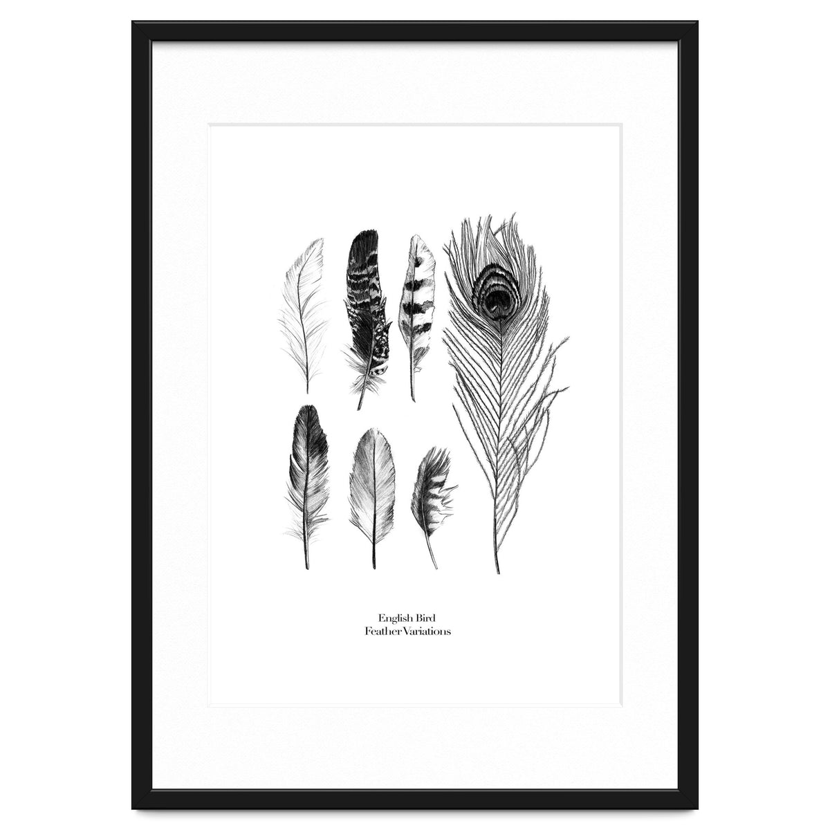 English Feather Variations