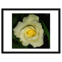 Blooming White Rose