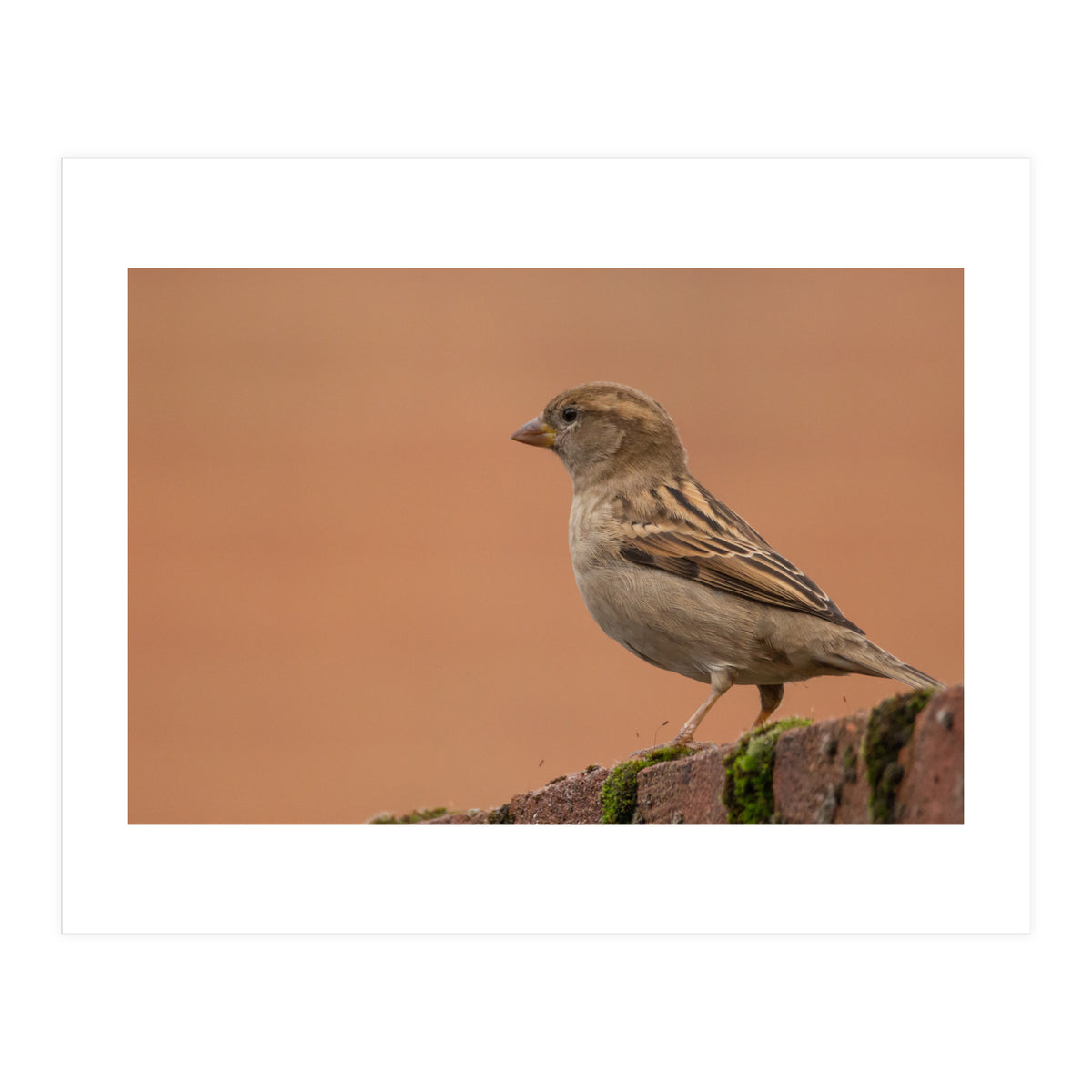 House Sparrow (Print Only)