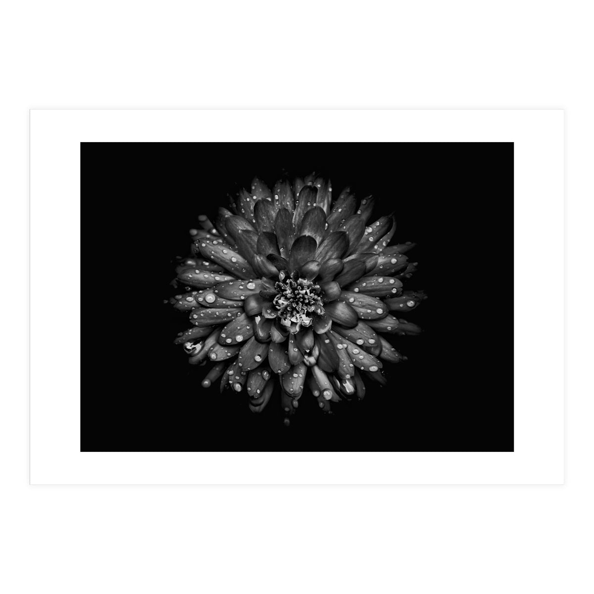 Backyard Flowers In Black And White No 45 (Print Only)