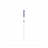 Lavender twig (Print Only) thumbnail