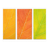 Autumn Leaves (Print Only) thumbnail