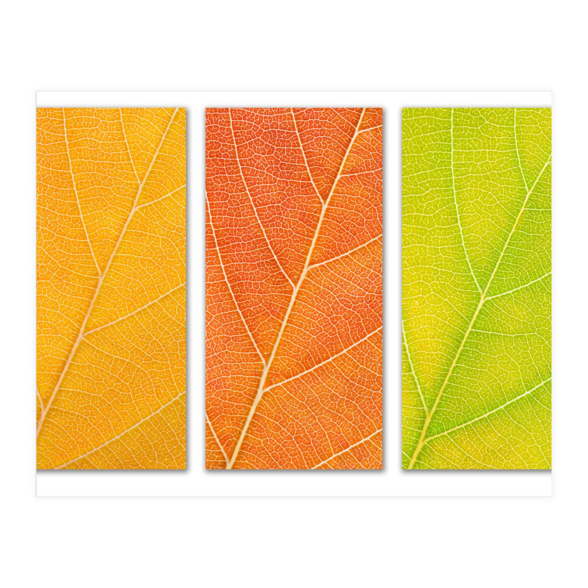Autumn Leaves (Print Only)
