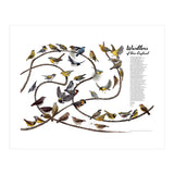 Warblers of New England (Print Only) thumbnail
