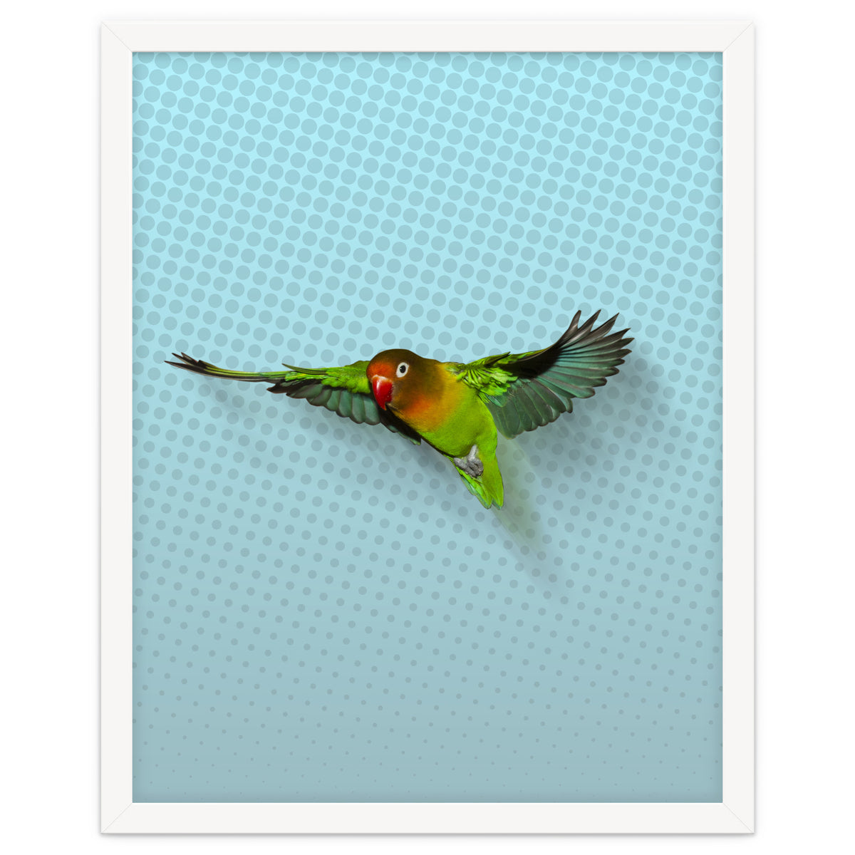 Flying lovebird