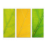 Autumn Leaves (Print Only) thumbnail
