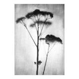 Sedum (Print Only) thumbnail