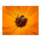 Bee Kind (Print Only) thumbnail