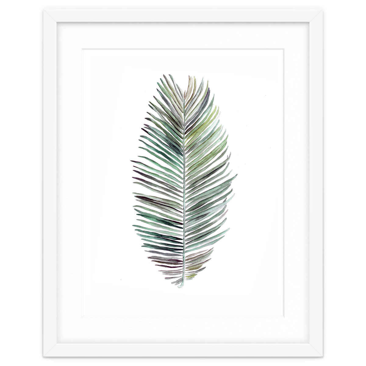 Botanical Illustration Cocos Palm
