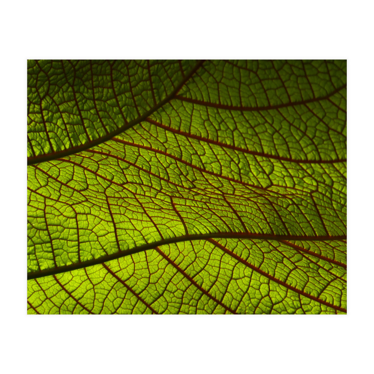 Leaf (Print Only)