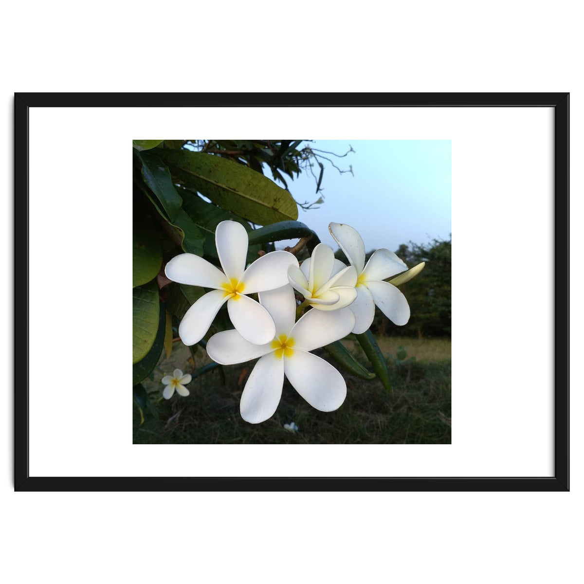Frangipani