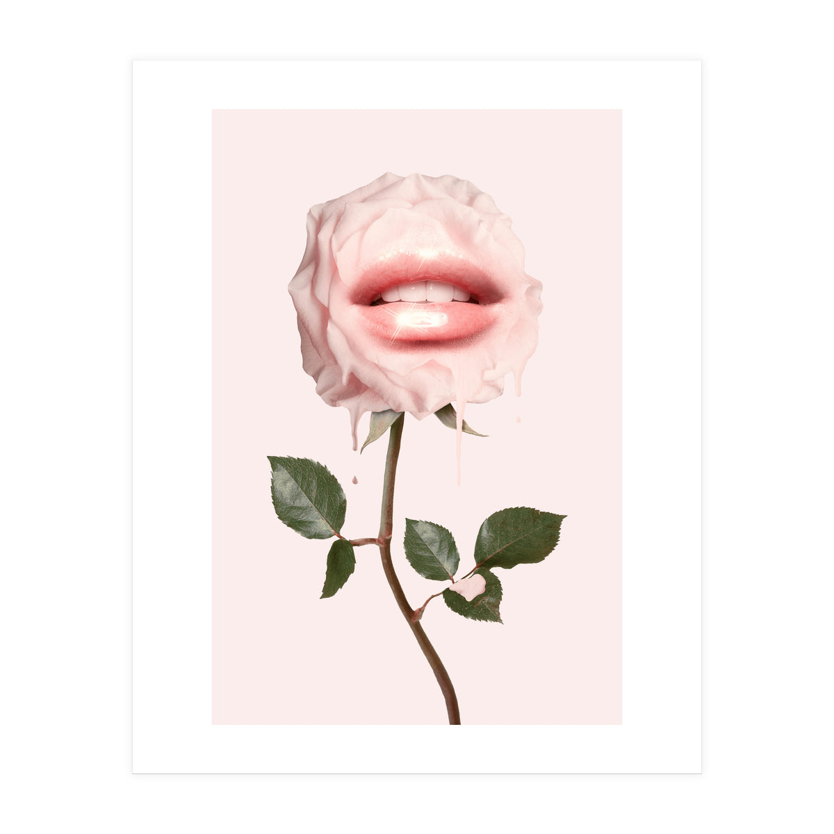 Glossy Rose (Print Only)