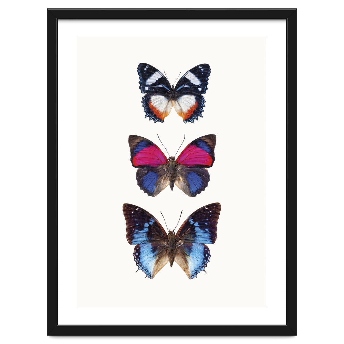 Cc Butterflies 03