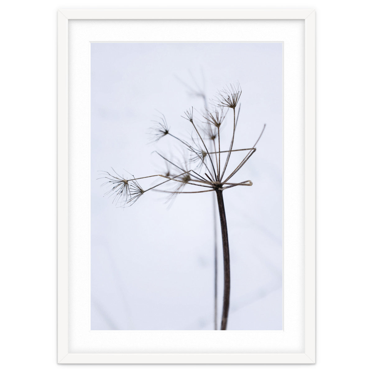 Wildflower in Winter