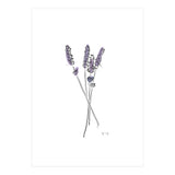 Lavender (Print Only) thumbnail
