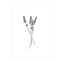 Lavender (Print Only)