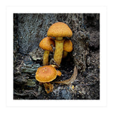 Tree Fungi  (Print Only) thumbnail