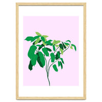 Ficus on Pink Background