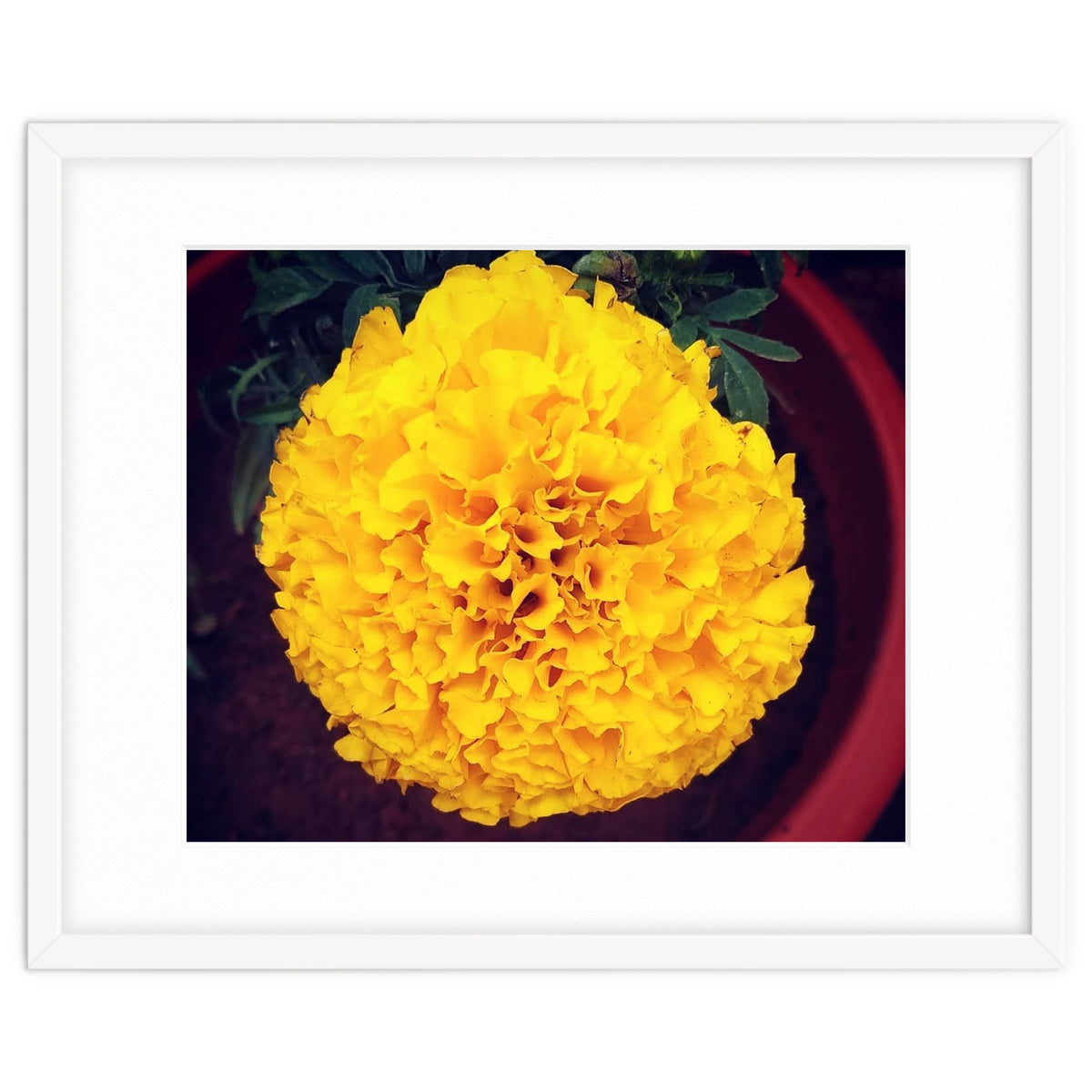 Yellow Chrysanthemum