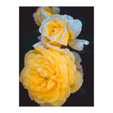 Yellow Rose (Print Only) thumbnail