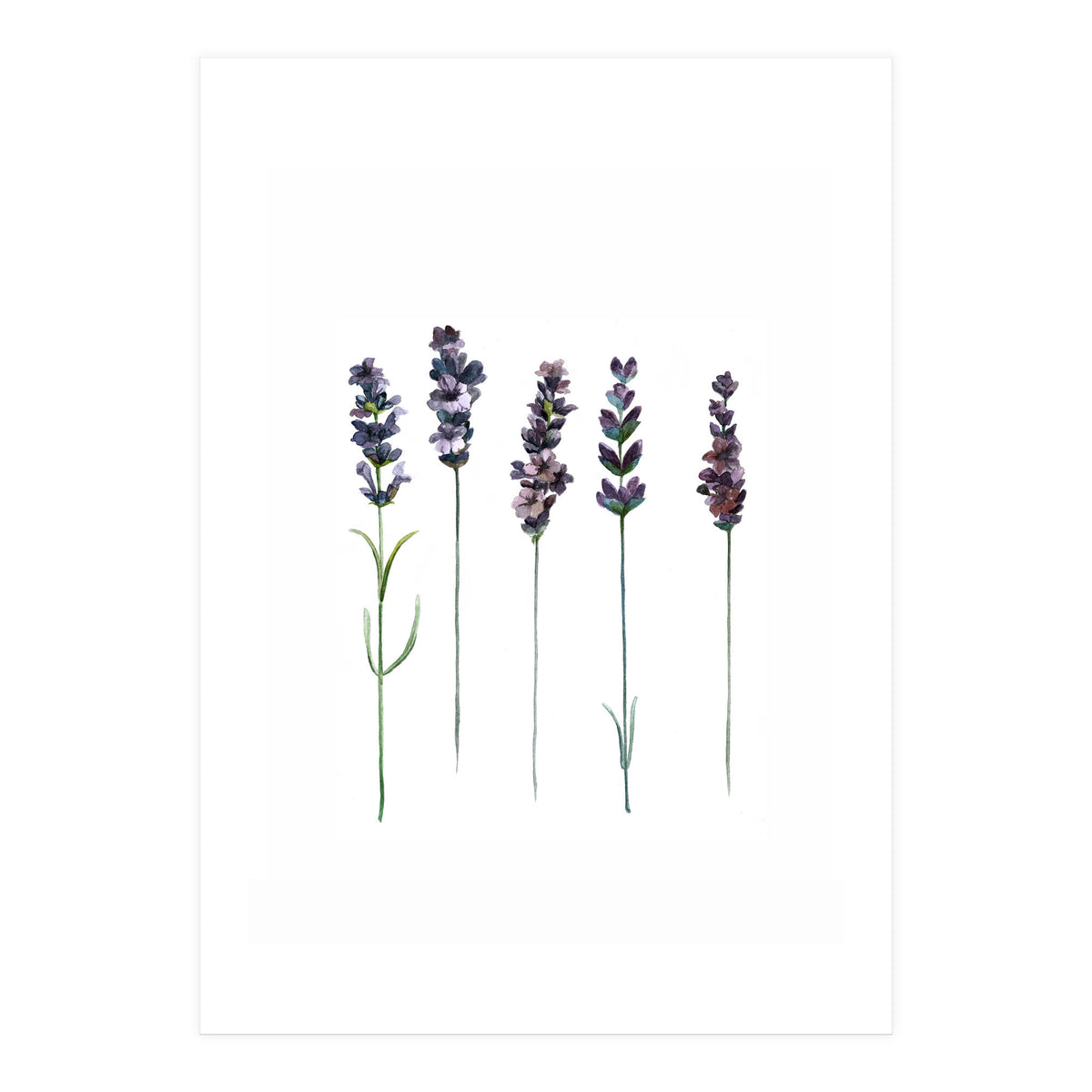 Botanical Illustration Lavender (Print Only)