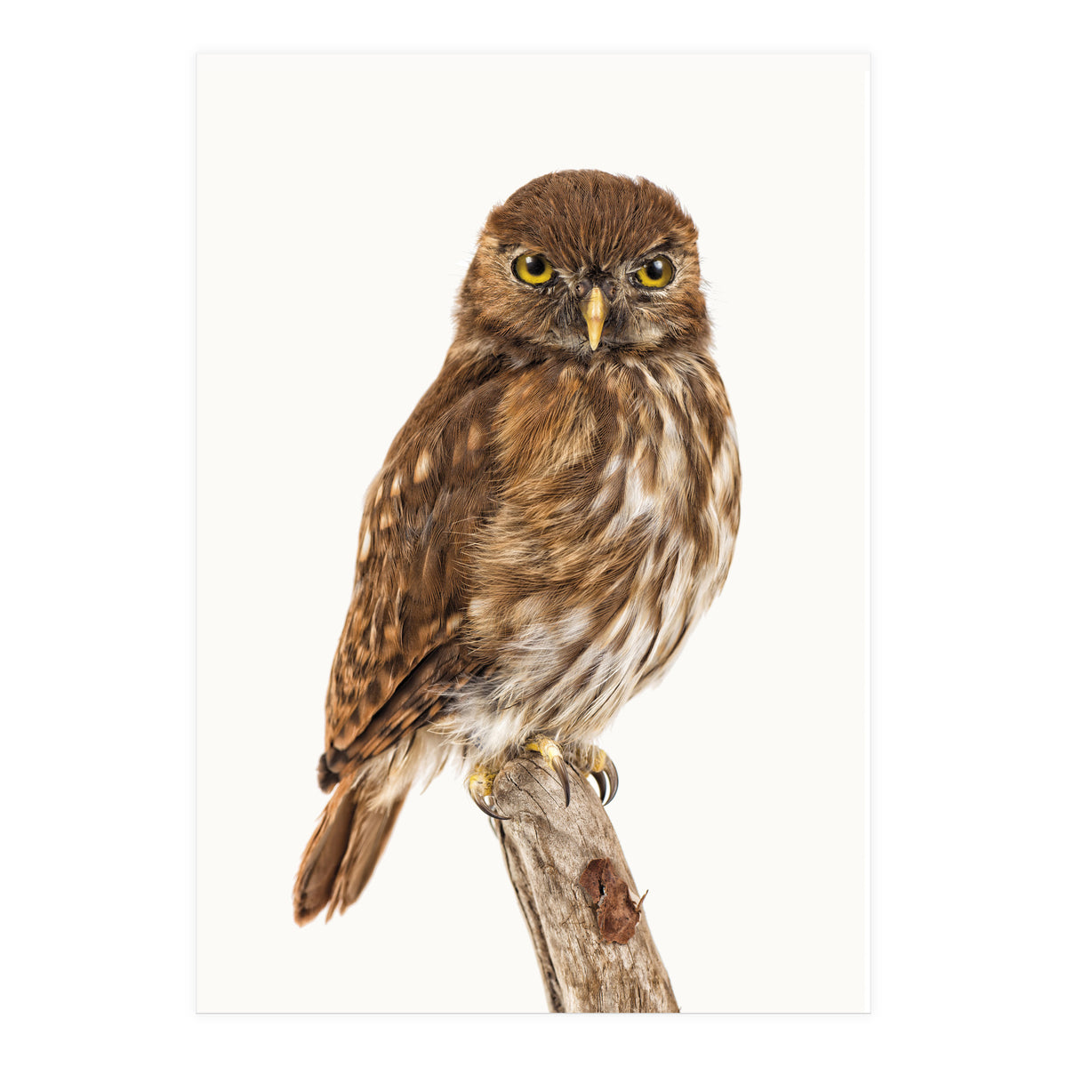 Cc Birds 10 (Print Only)