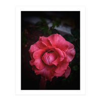 Red-Orange Rose (Print Only)